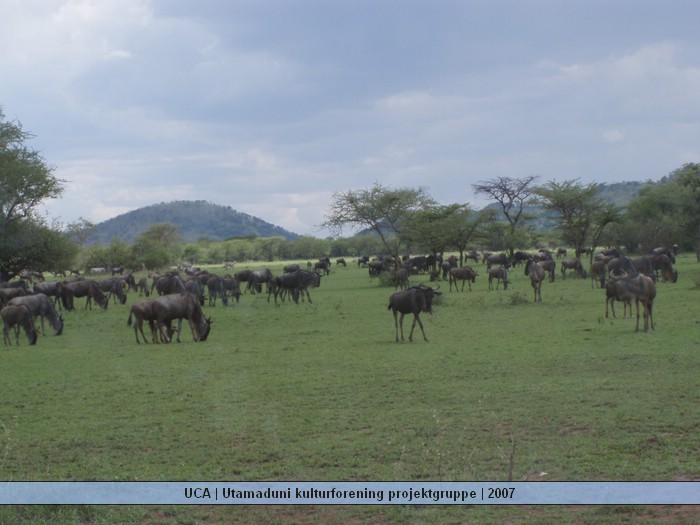 UCA | Utamaduni kulturforening projektgruppe | 2007. Foto nummer Tanzania tur november 2007 084.jpg