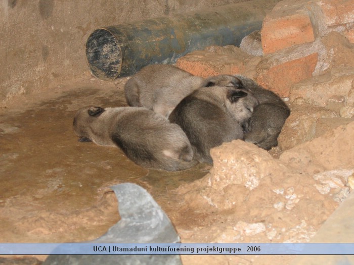 UCA | Utamaduni kulturforening projektgruppe | 2006. Foto nummer Ntylya 2006 153.jpg