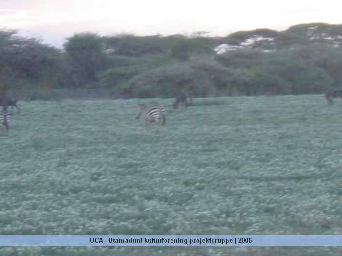 UCA | Utamaduni kulturforening projektgruppe | 2006. Foto nummer Ntylya 2006 327.jpg