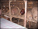 UCA | Utamaduni kulturforening projektgruppe | 2006. Ntylya 2006 071.jpg