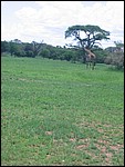 UCA | Utamaduni kulturforening projektgruppe | 2006. Ntylya 2006 317.jpg