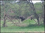 UCA | Utamaduni kulturforening projektgruppe | 2006. Ntylya 2006 318.jpg