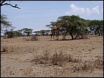 UCA | Utamaduni kulturforening projektgruppe | 2007. Tanzania tur november 2007 025.jpg