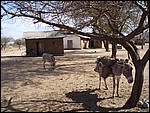 UCA | Utamaduni kulturforening projektgruppe | 2007. Tanzania tur november 2007 035.jpg