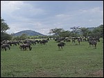 UCA | Utamaduni kulturforening projektgruppe | 2007. Tanzania tur november 2007 084.jpg